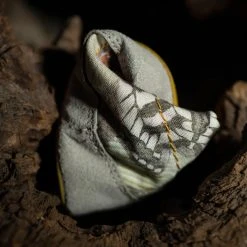 Wildling Shoes B_Eden